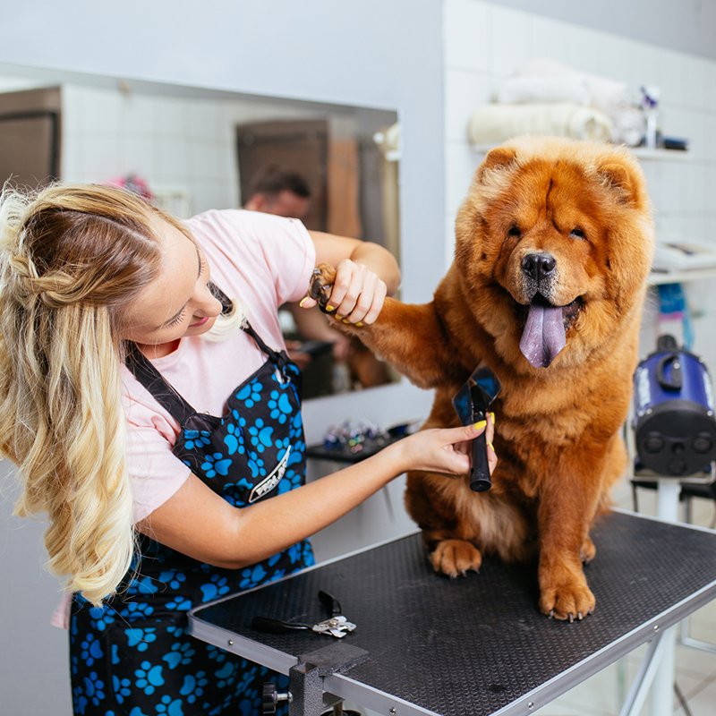 Dog Groomers Near Belle Vernon Pa at Willie Adger blog