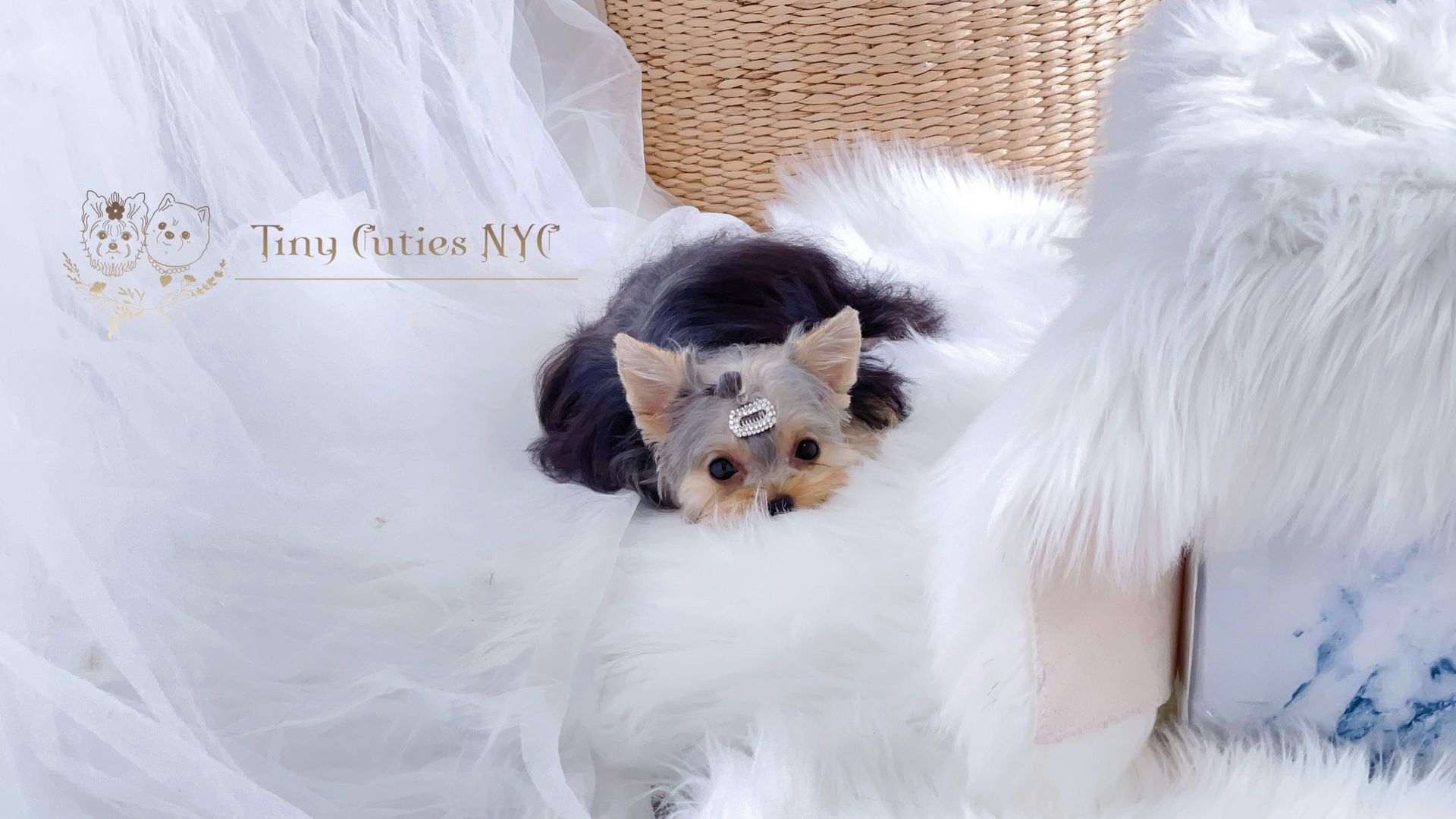 Teacup/Micro Teacup Yorkies Astoria, NY Tiny Cuties NYC