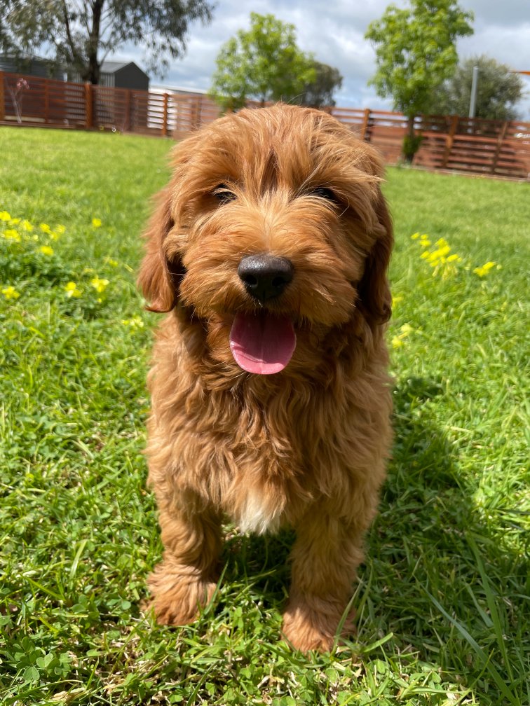 Groodle Puppies for Sale Melbourne Amey's Puppies