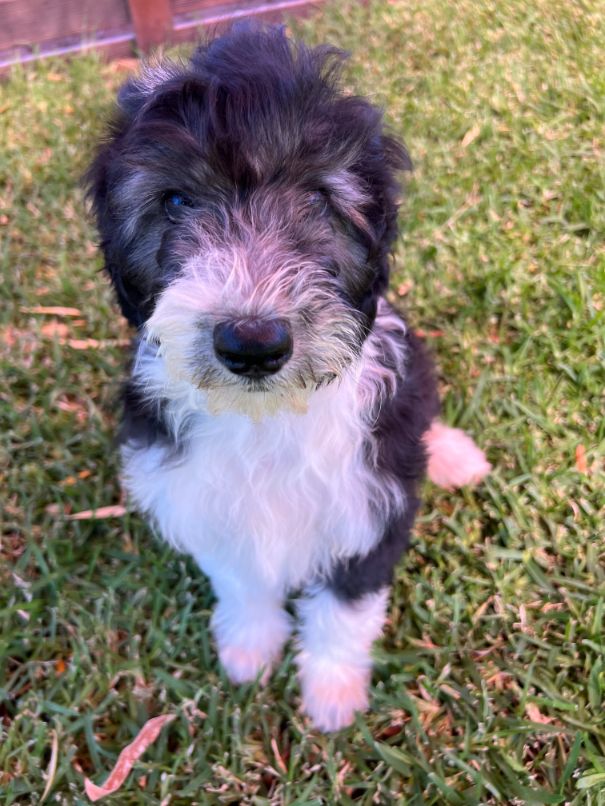 Sheepadoodle Boy 3 SOLD Domestic Animal Ameys Puppies