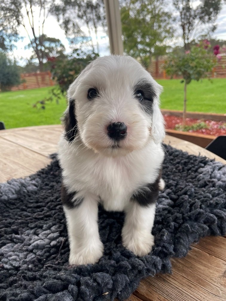 Puppies for Sale in Victoria Spoodle Ameys Puppies