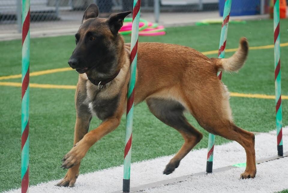 Training Schedules Parkland Kennels