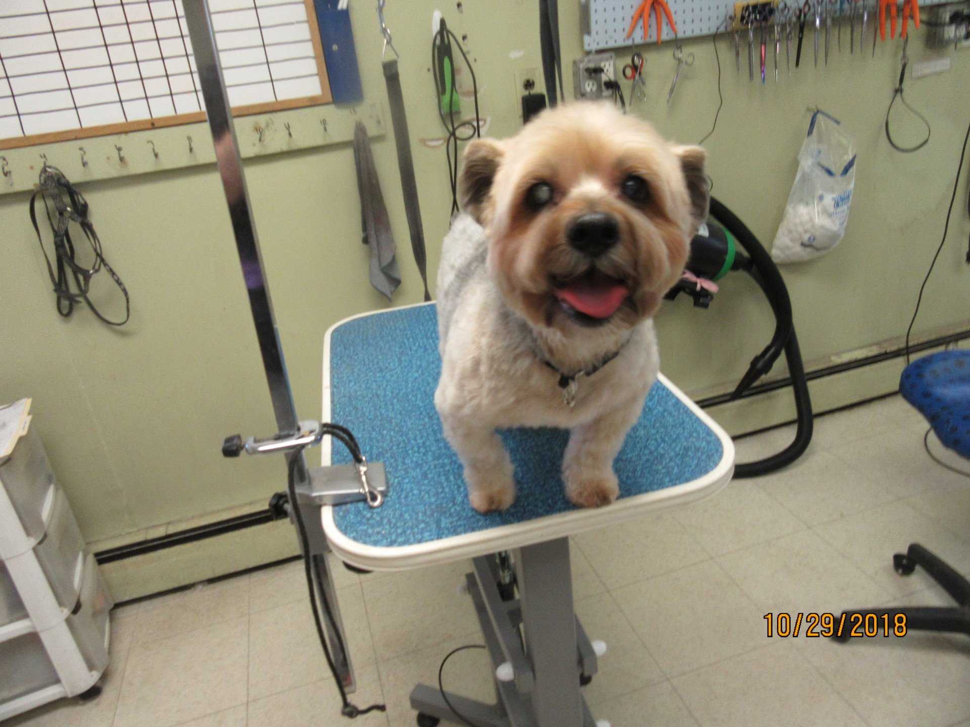 Deco Dogs Daycare Dog Day Care Dover, Durham & Rochester, NH