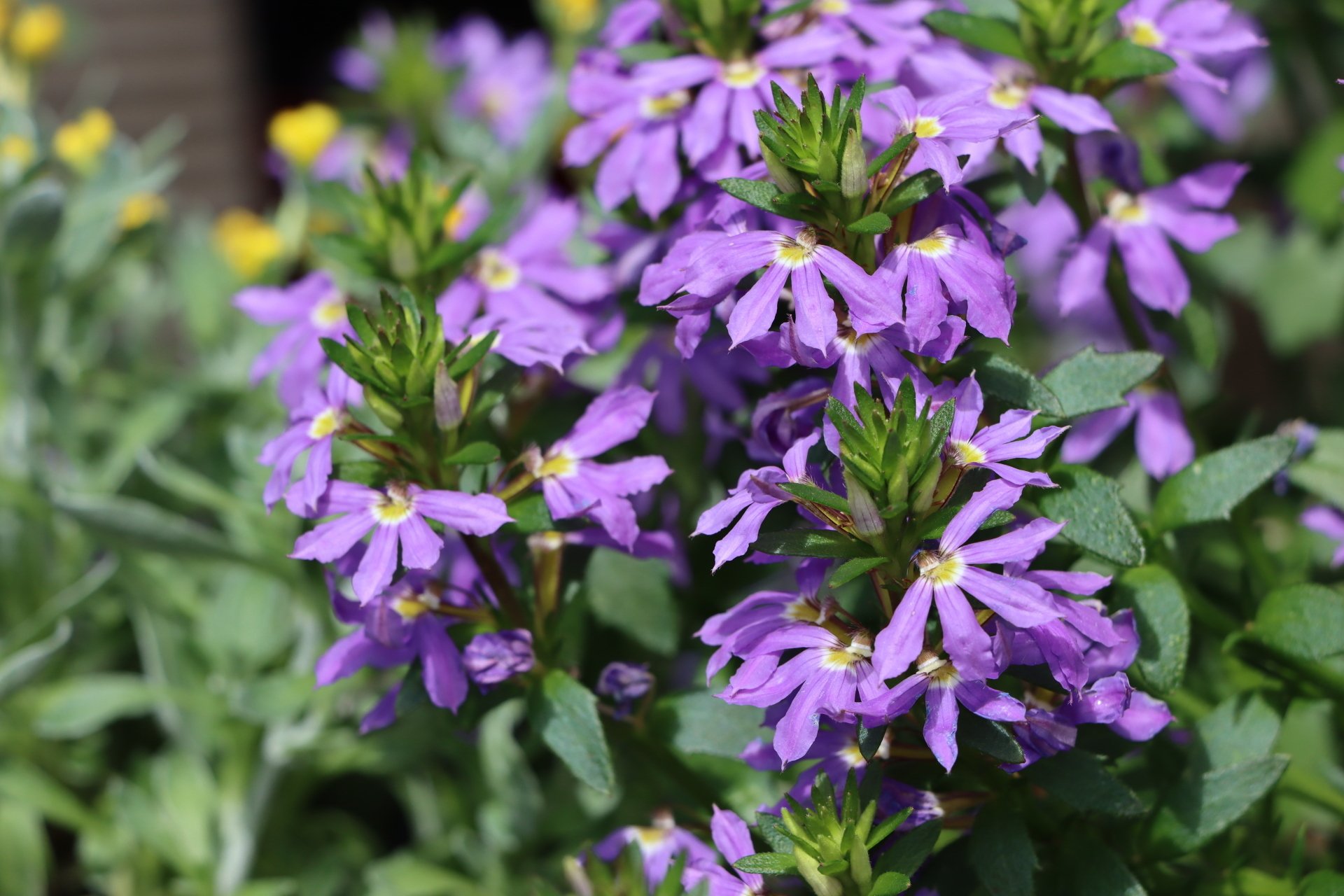 Native Plant Nursery in Newcastle, NSW Newcastle Wildflower Nursery
