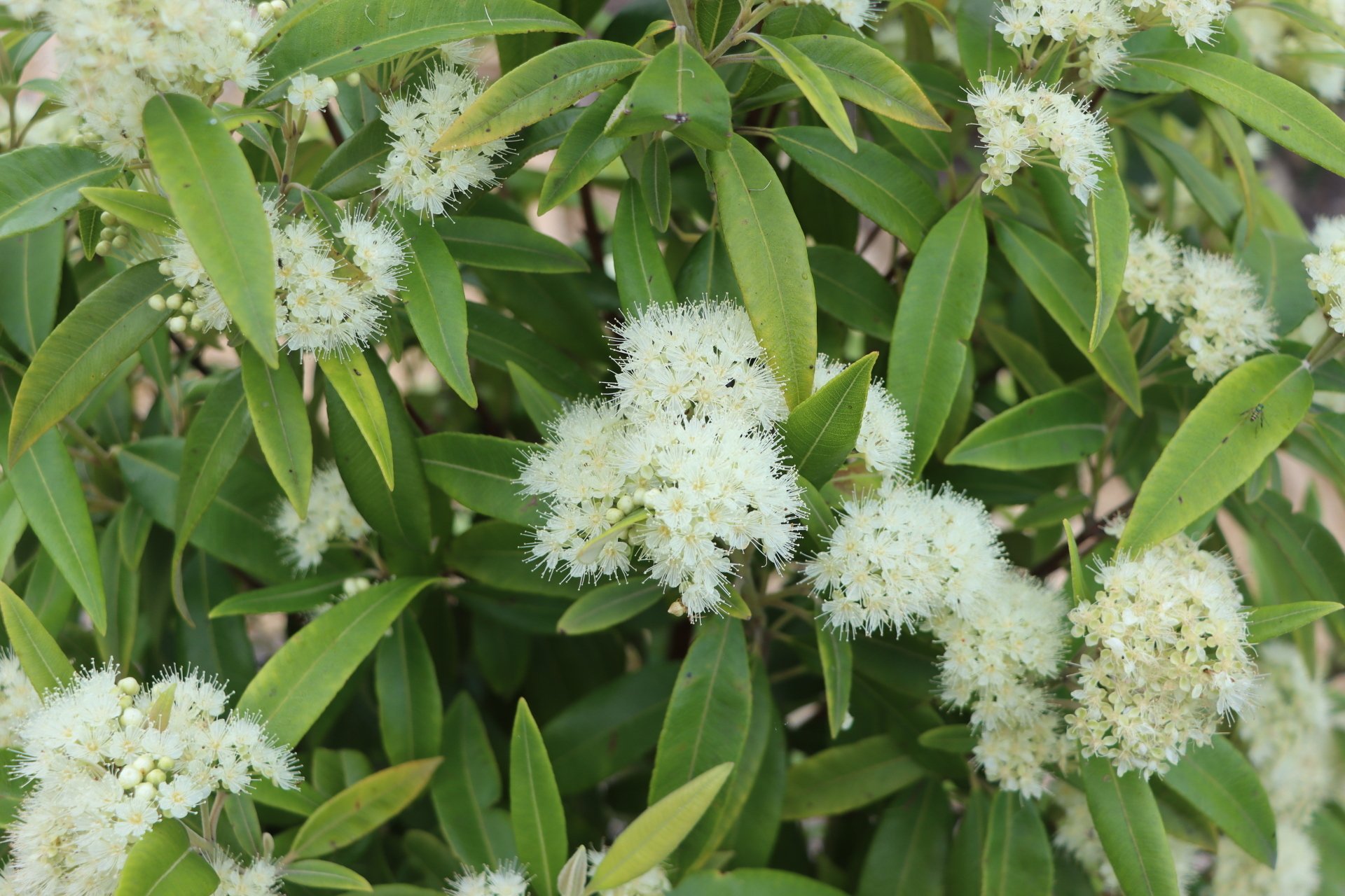 Native Plant Nursery in Newcastle, NSW Newcastle Wildflower Nursery