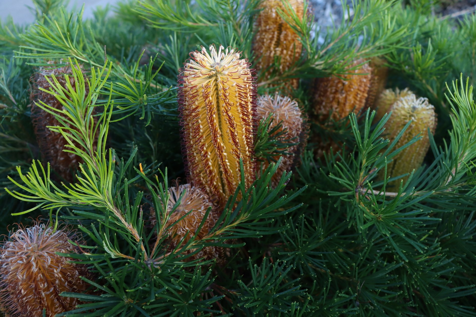 Native Plants in Newcastle, NSW Newcastle Wildflower Nursery