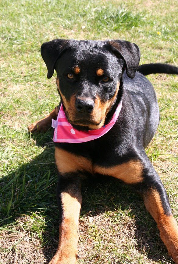 Dog & Cat Rescue Adoption Long Island Hicksville, NY Pets4Luv