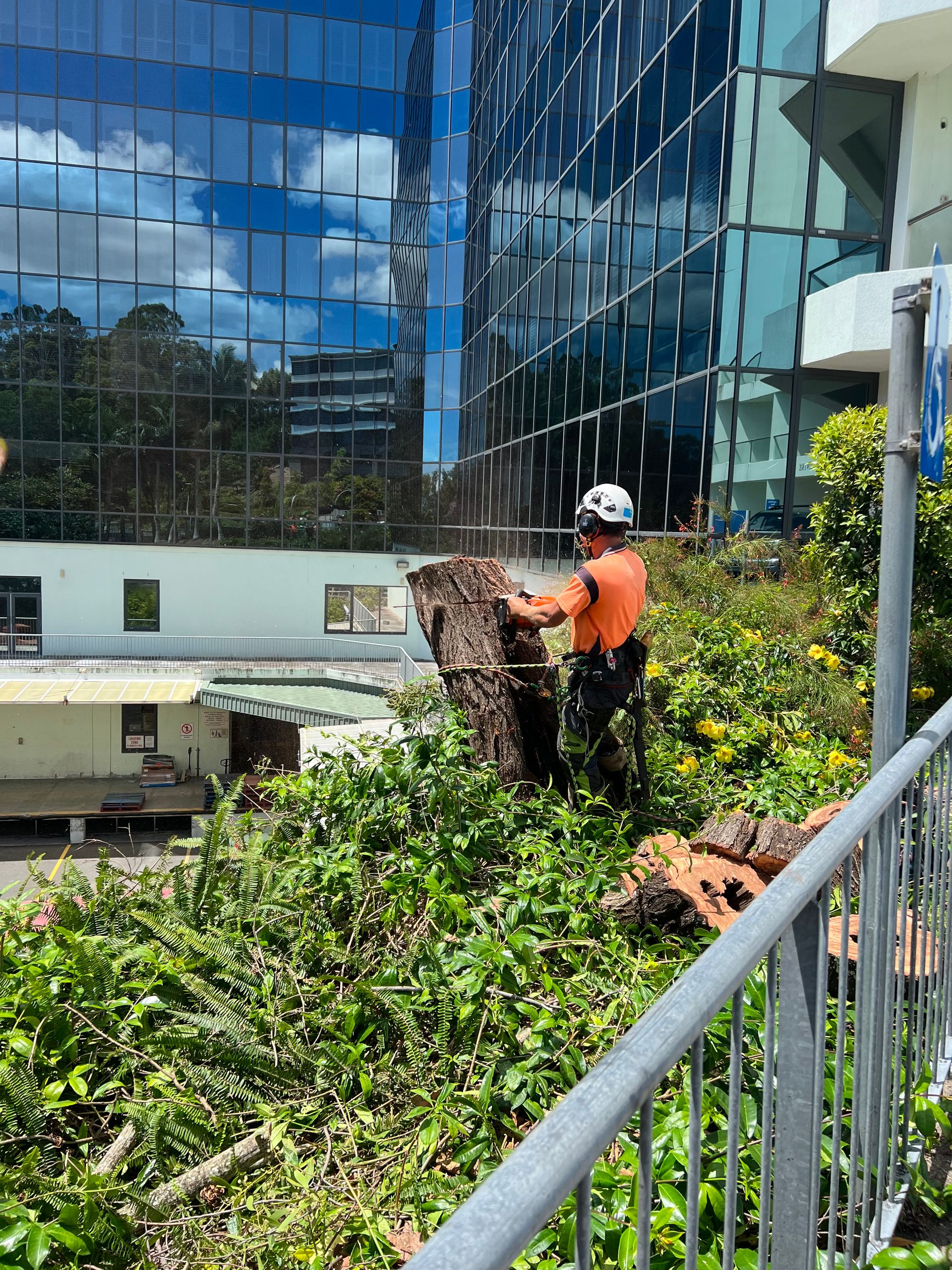We Provide Arborist Services in Gold Coast Gold Coast Arborists