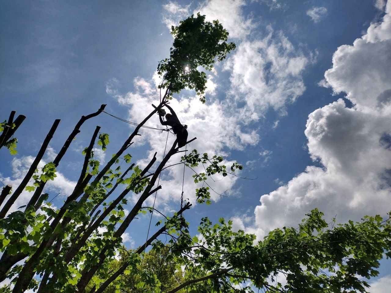Stump Grinding Annville, PA Long's Tree Service