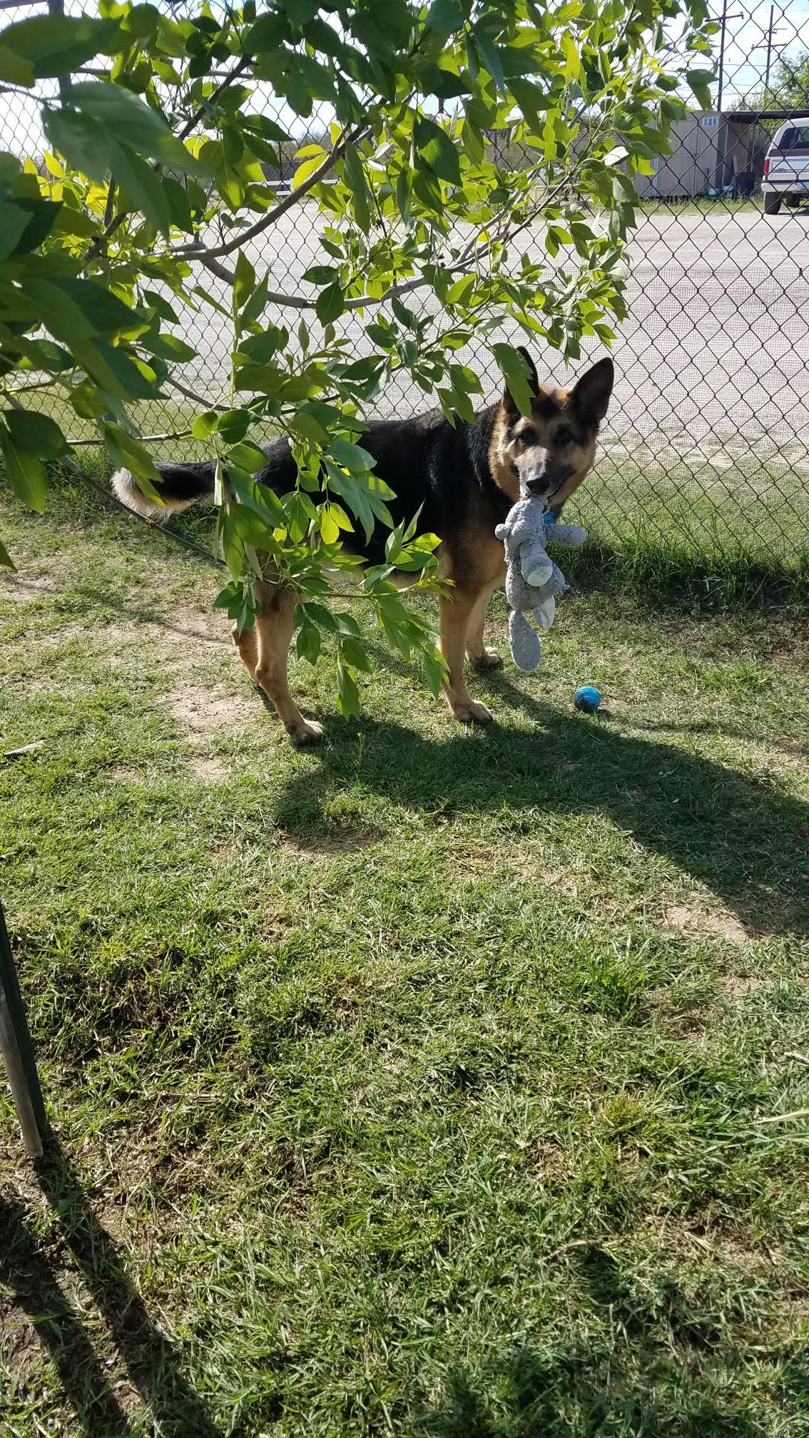 AtHome Kennels Tucson, AZ (520) 7223162