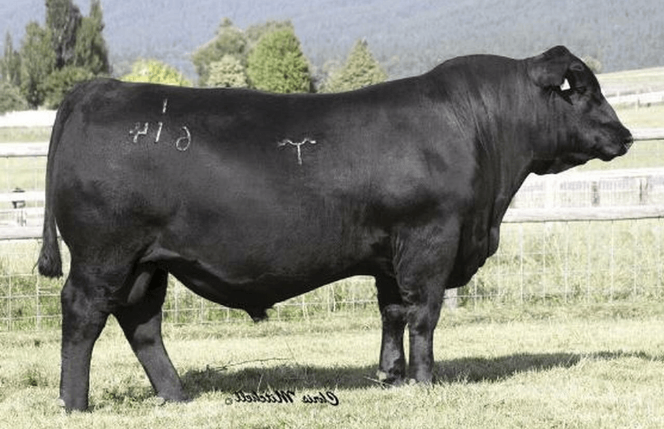 Greswick Angus East Seaham, NSW Angus Bulls For Sale