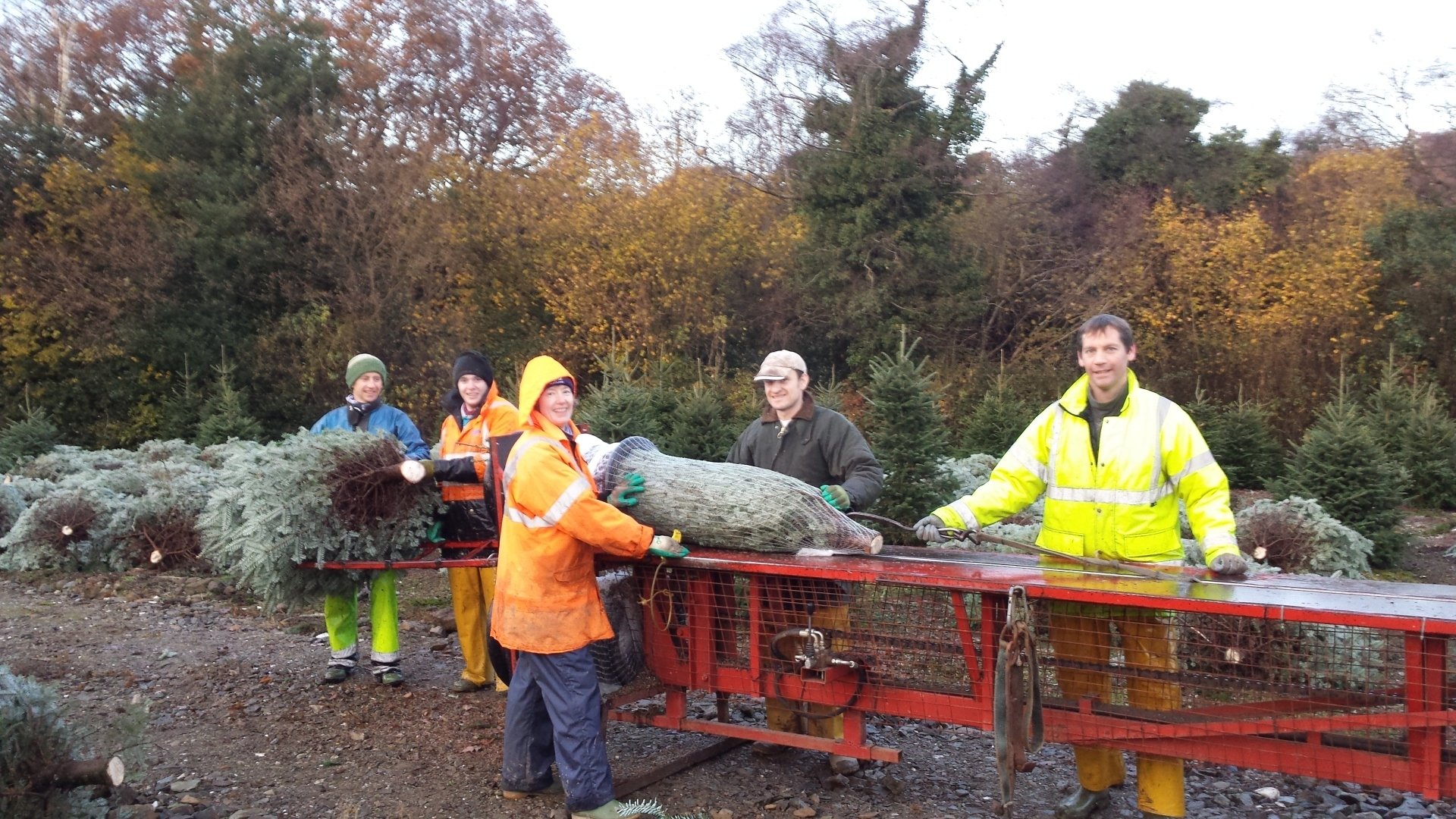 Real Christmas Trees, Northern Ireland Christmas Trees NI