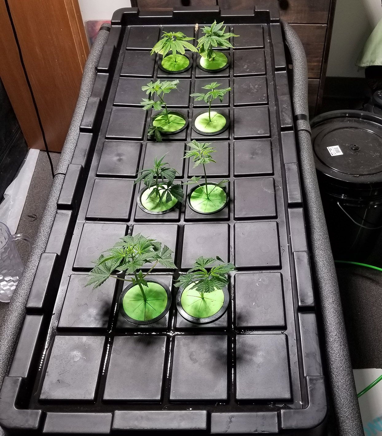 Aeroponic Growers True High Pressure Aeroponics