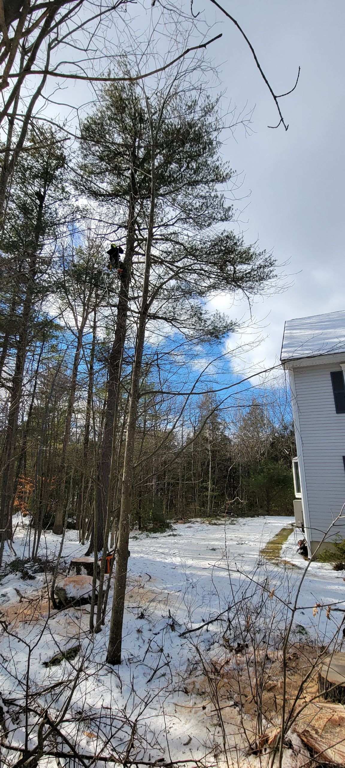 Mosquito Spray Salem, NH Aspen Tree Service