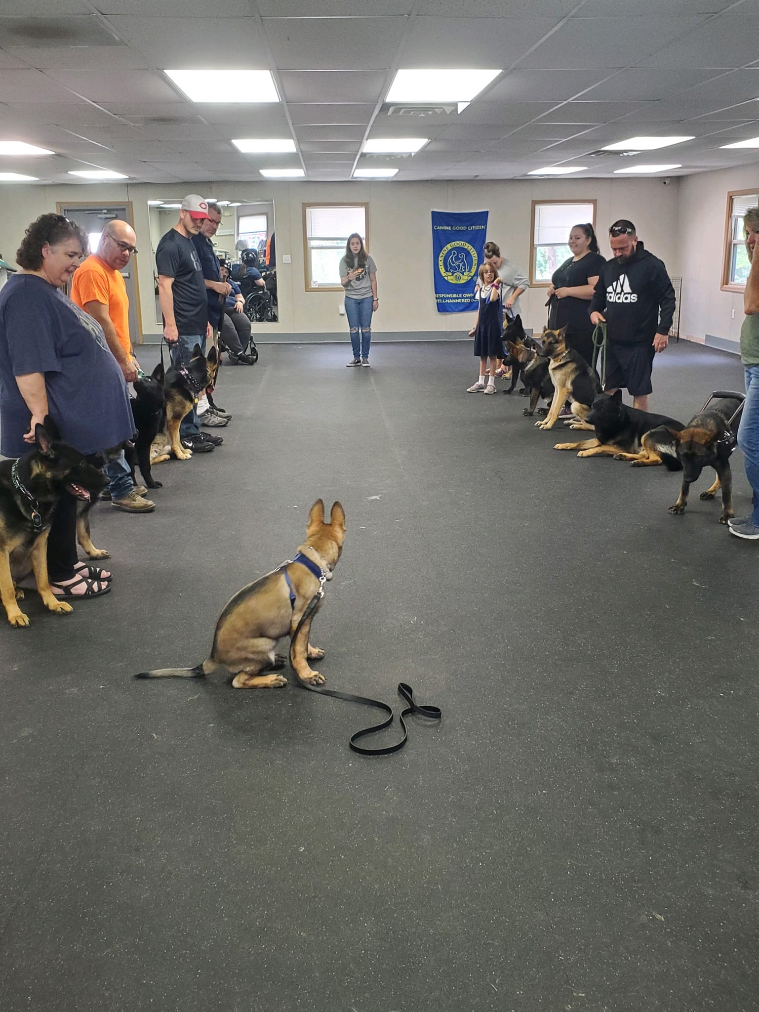 Dog Training Mooresville, IN 3178311869