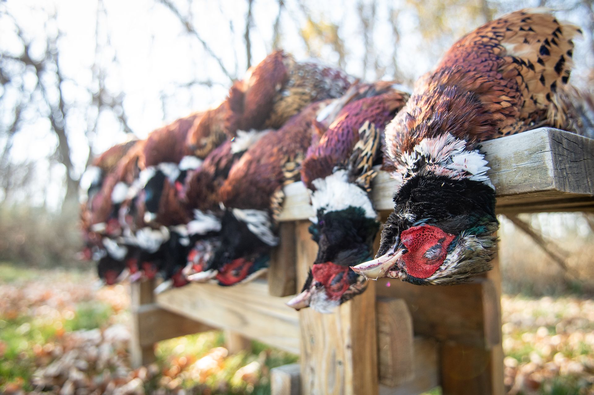 North Dakota Hunting Outfitter Pheasant Waterfowl Guide