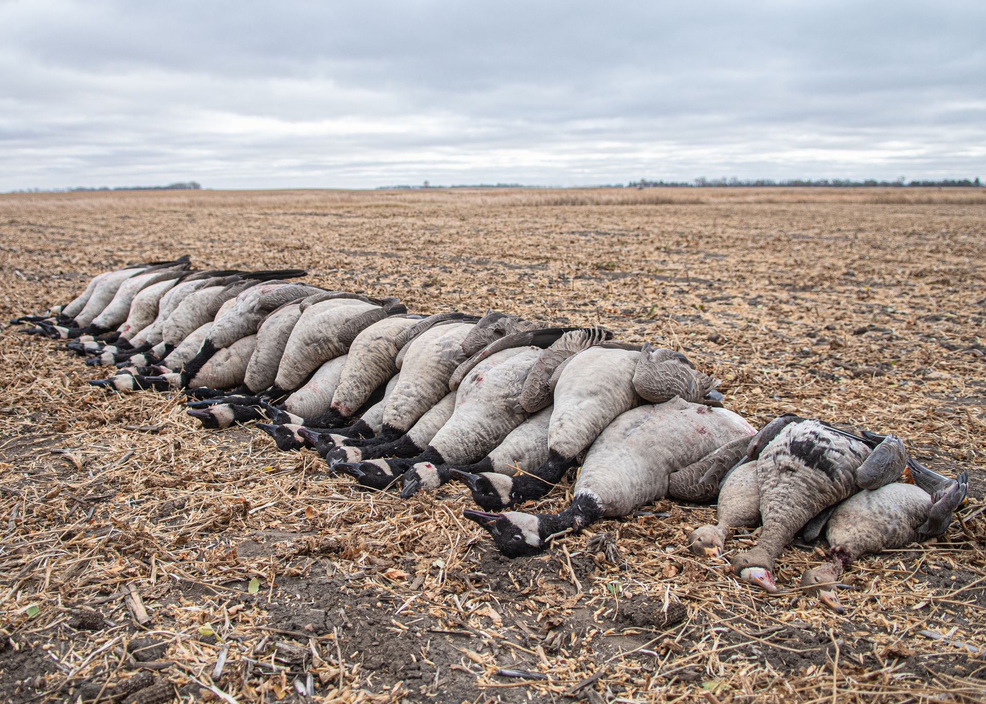 Waterfowl Hunts in North Dakota Duck, Goose Hunting Guide