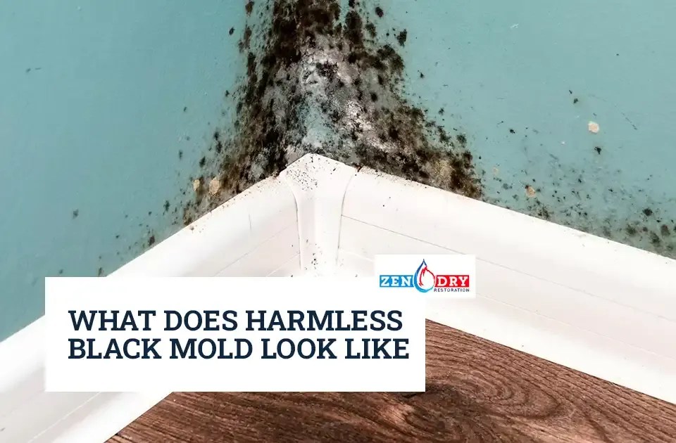 What Does Harmless Black Mold Look Like