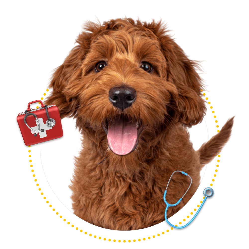 Domestic And Exotic Pet Care Springfield, MO Sunshine Animal Hospital