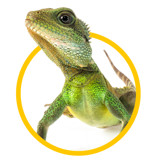 Domestic And Exotic Pet Care Springfield, MO Sunshine Animal Hospital