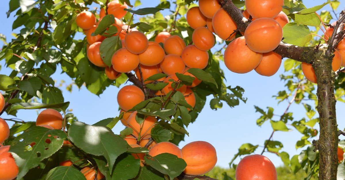 When to Prune Apricot Trees in Australia (Ultimate Guide)