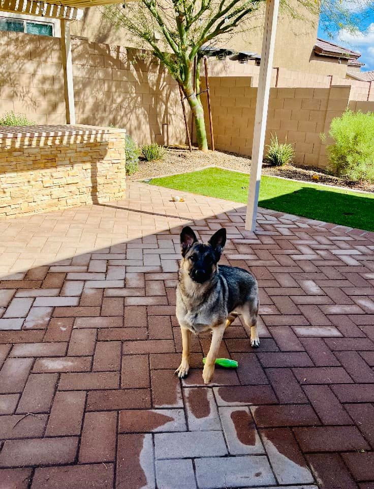 Dog Sitting Tucson, AZ Paws & Tails Pet Sitting