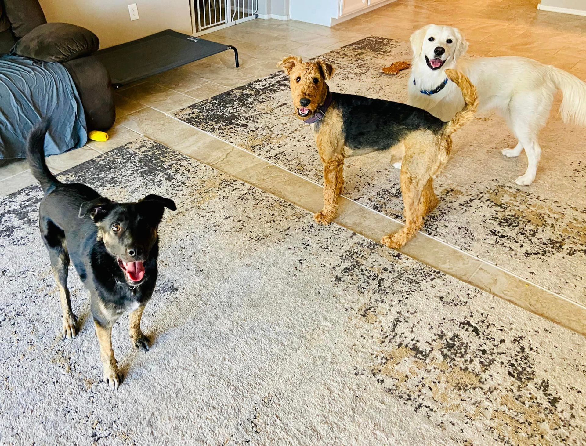 Dog Sitting Tucson, AZ Paws & Tails Pet Sitting