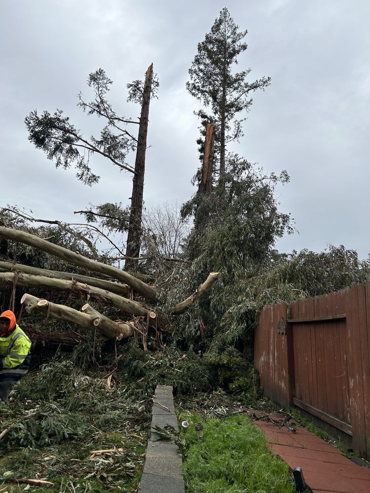 LD Tree Care Top Rated Tree Service Sacramento, California