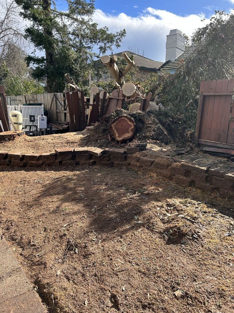 LD Tree Care Top Rated Tree Service Sacramento, California