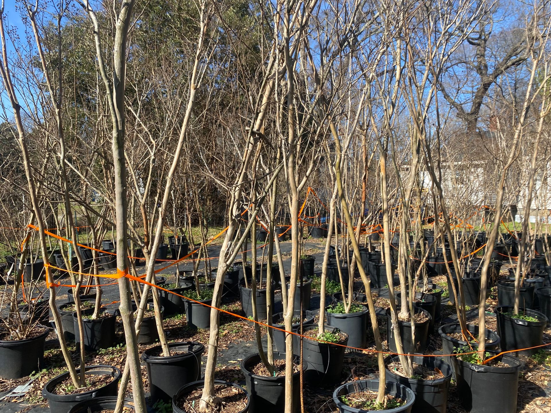 Products Spartanburg, SC Sunburst Nursery & Landscape