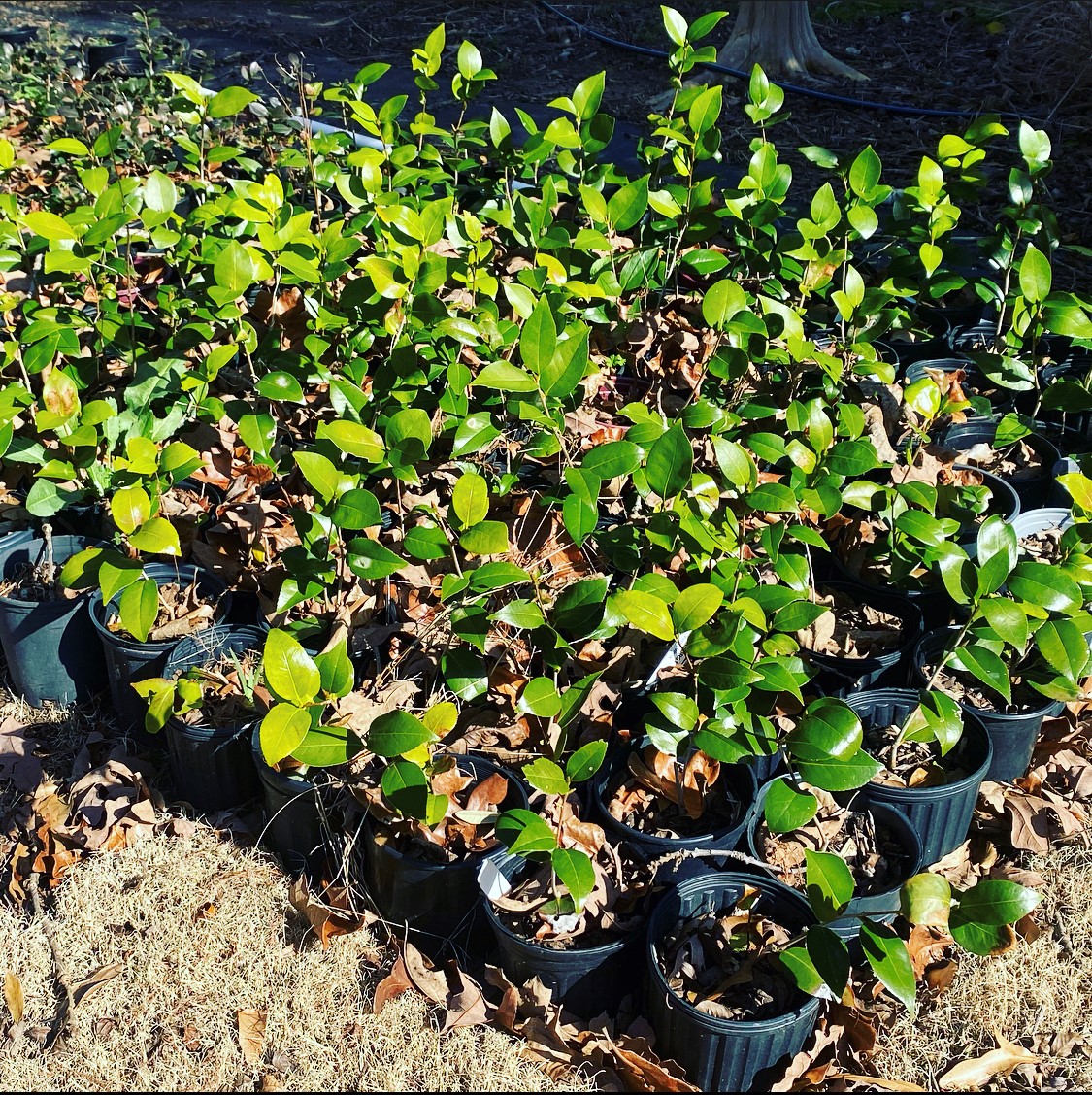 Products Spartanburg, SC Sunburst Nursery & Landscape