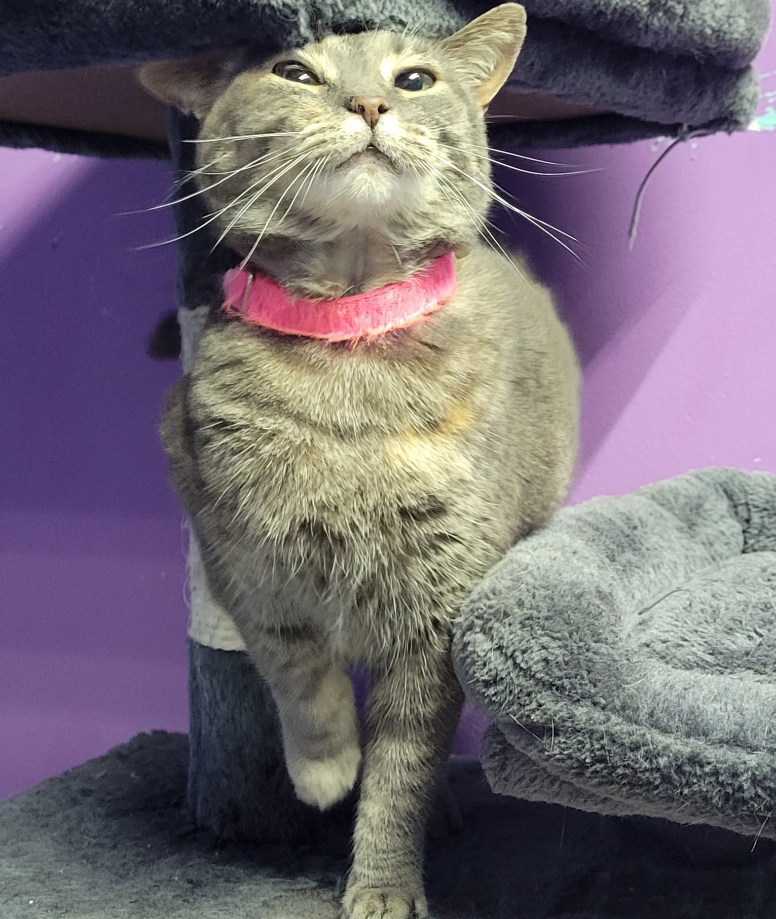 Cat Boarding The Belmont Pet Resort and Daycare in Nashville, TN.