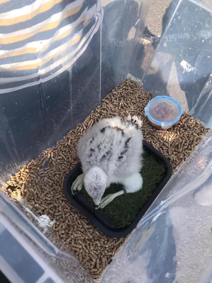 Pet Transport Services UK Pet Taxi