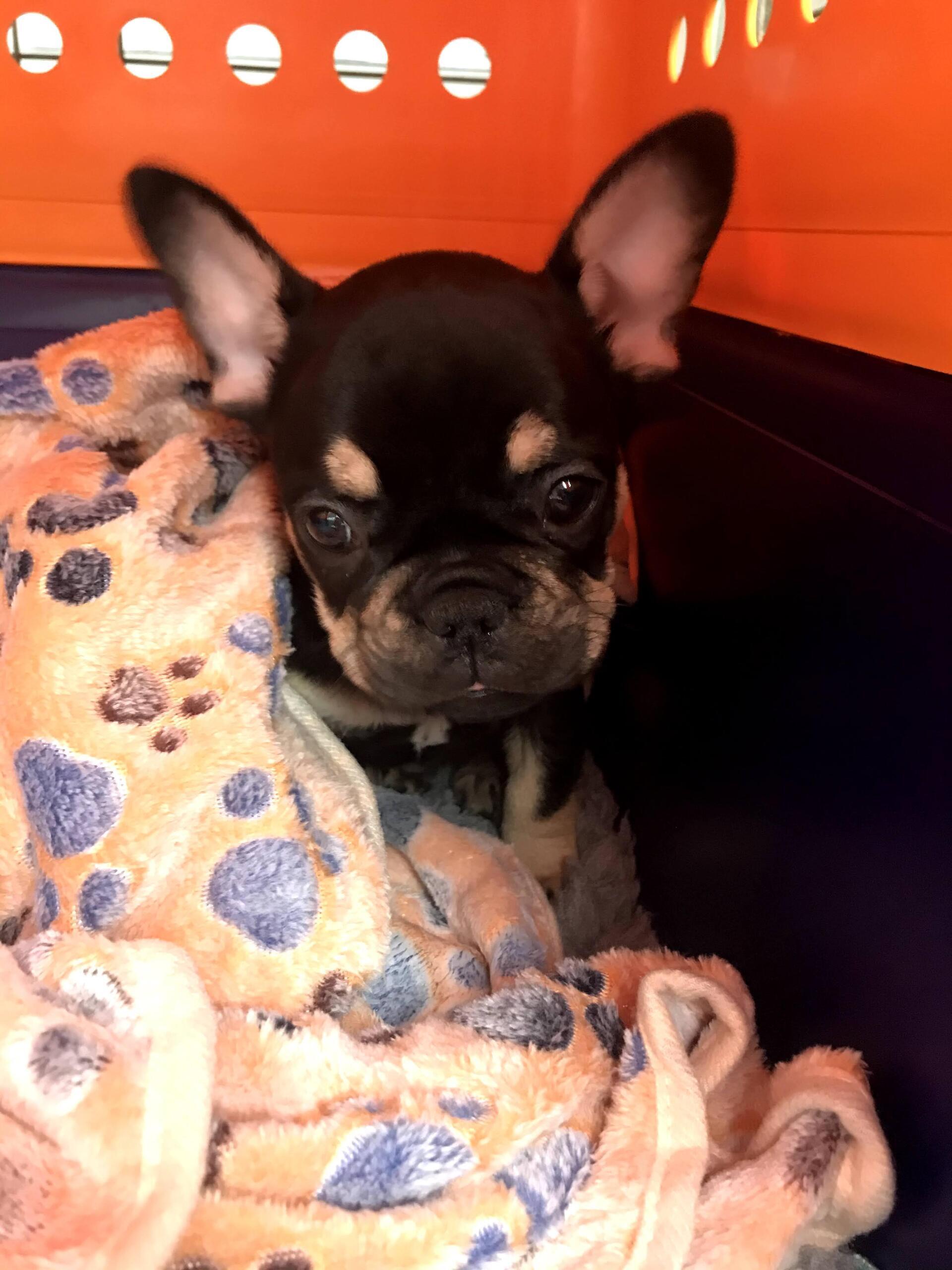 Pet Transport Services UK Pet Taxi