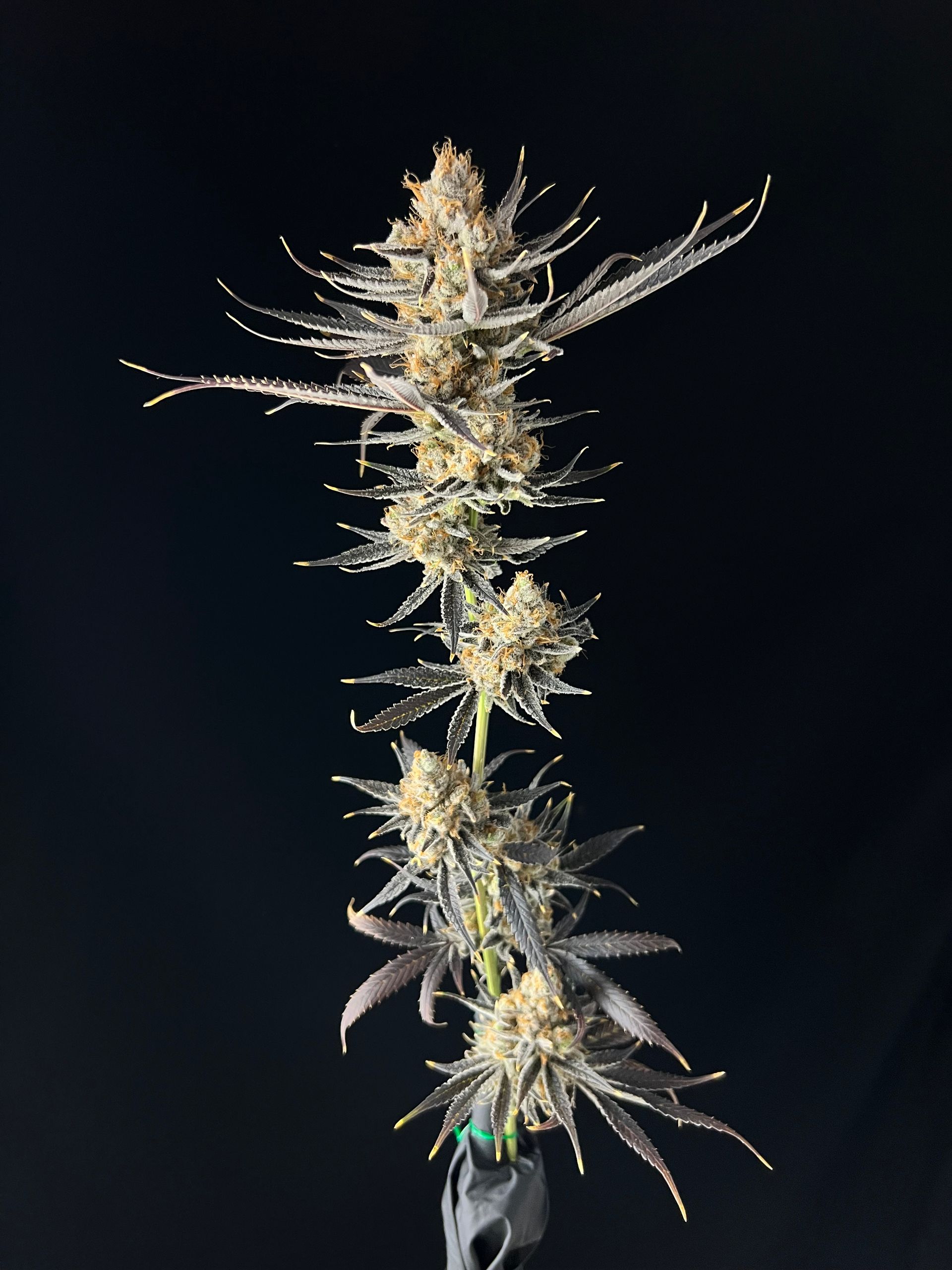 RIZE MichiganBased Cannabis Dispensary