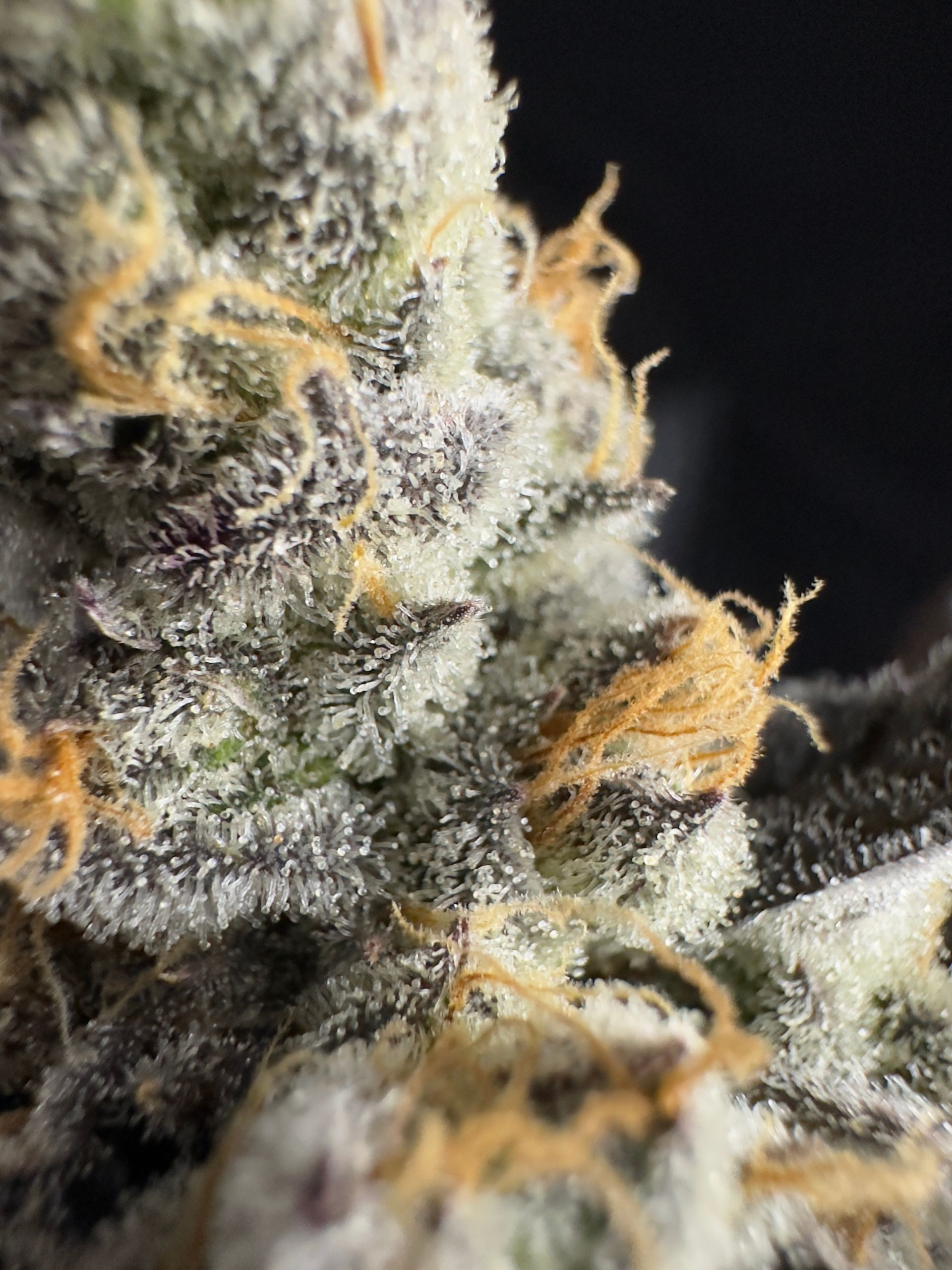 RIZE MichiganBased Cannabis Dispensary