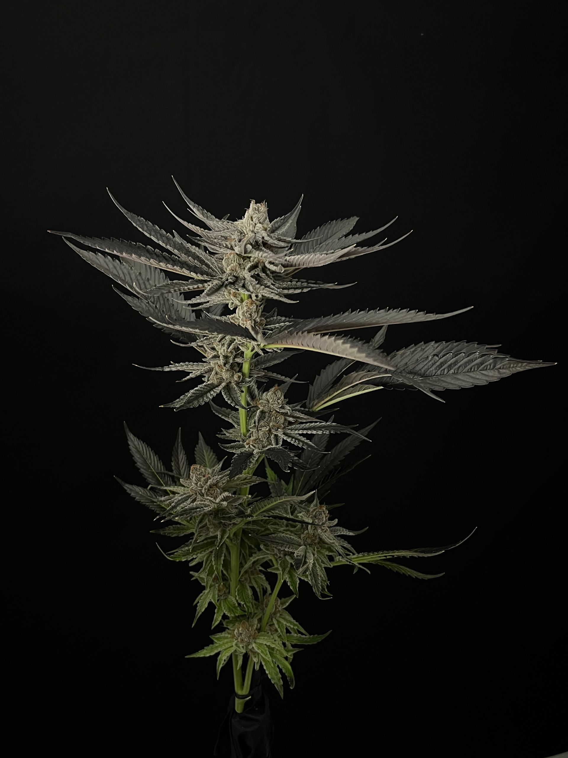 RIZE MichiganBased Cannabis Dispensary