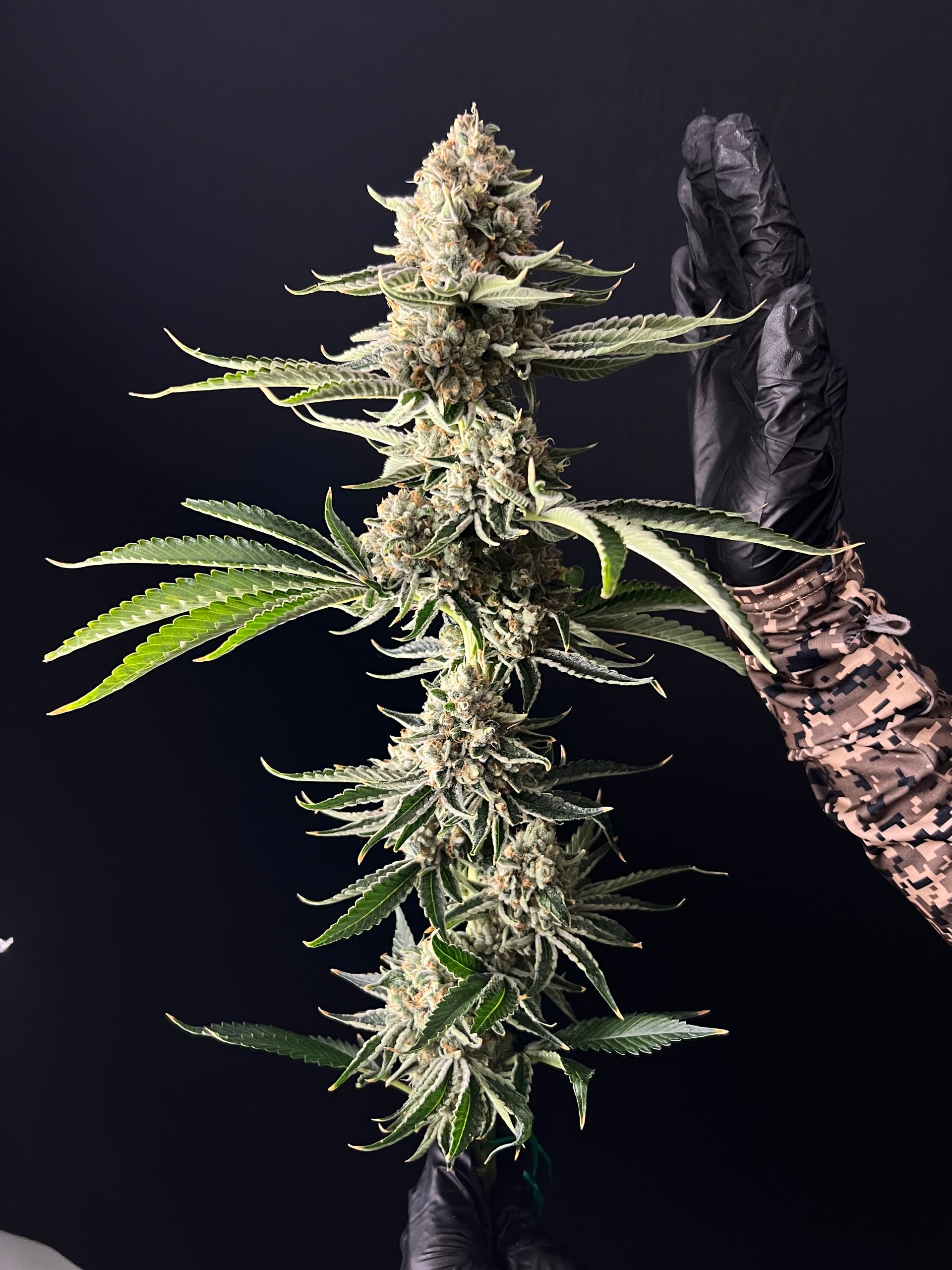 RIZE MichiganBased Cannabis Dispensary