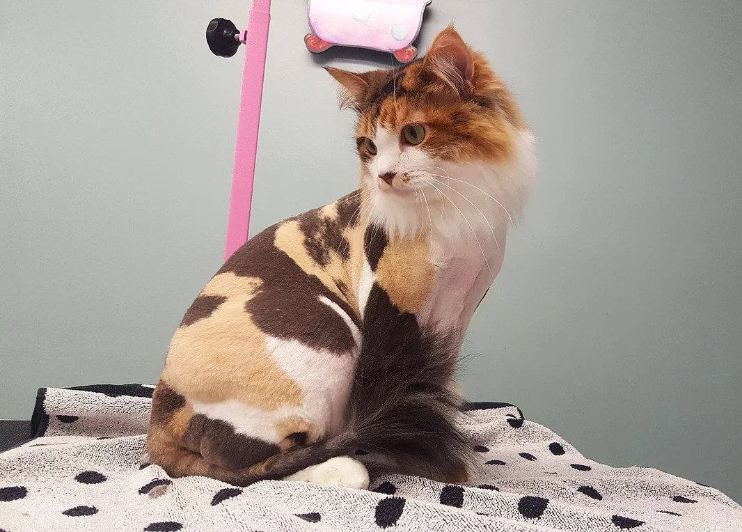 Pet Cat Grooming Company Serving South Bend, IN