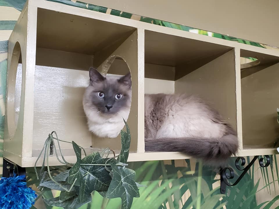 Cat Daycare Niles, MI The Cat's Meow