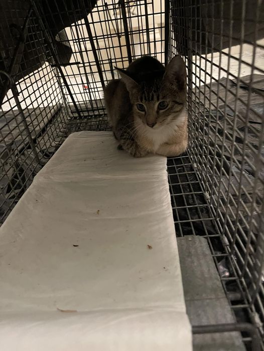 Trap Neuter Retun (TNR) Ferral Cats