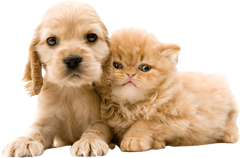 Animal Hospital Columbia, MO Noah's Ark Animal Hospital & Bird Clinic