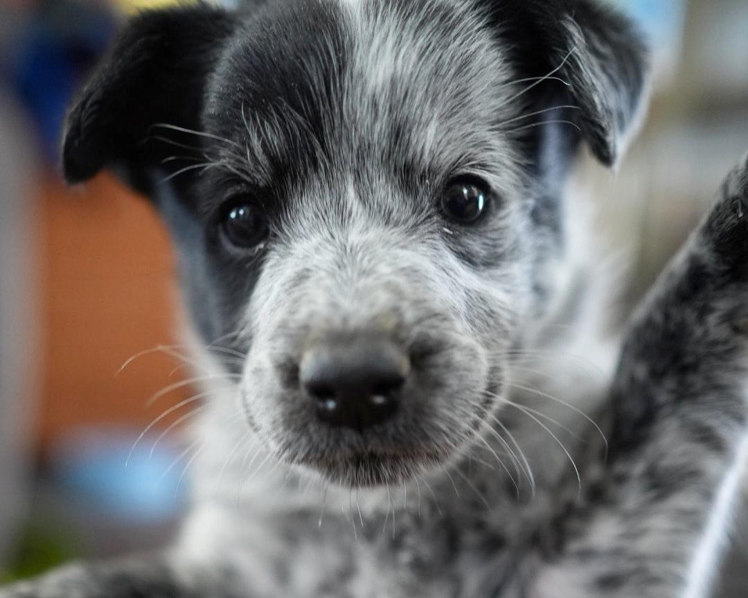 Turquoise Paw Rescue Dog Rescue and Foster Dog Program in Shiprock NM