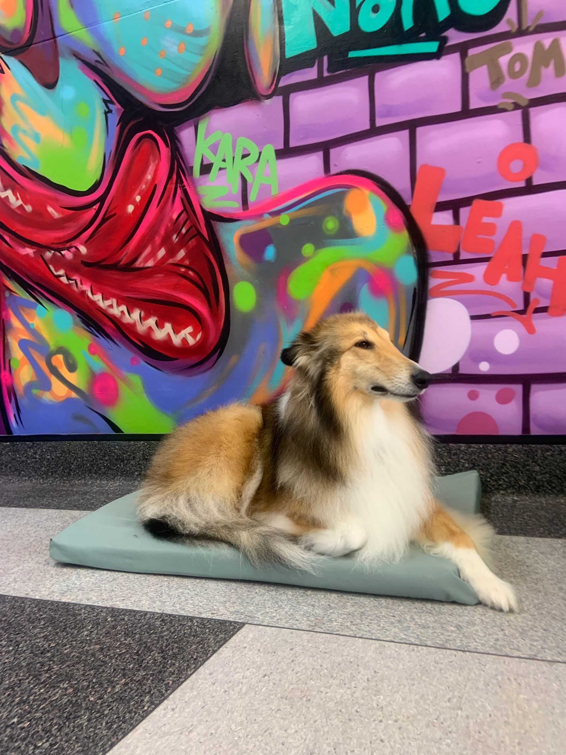 Dog Groomers in Newcastle Local Dog Grooming