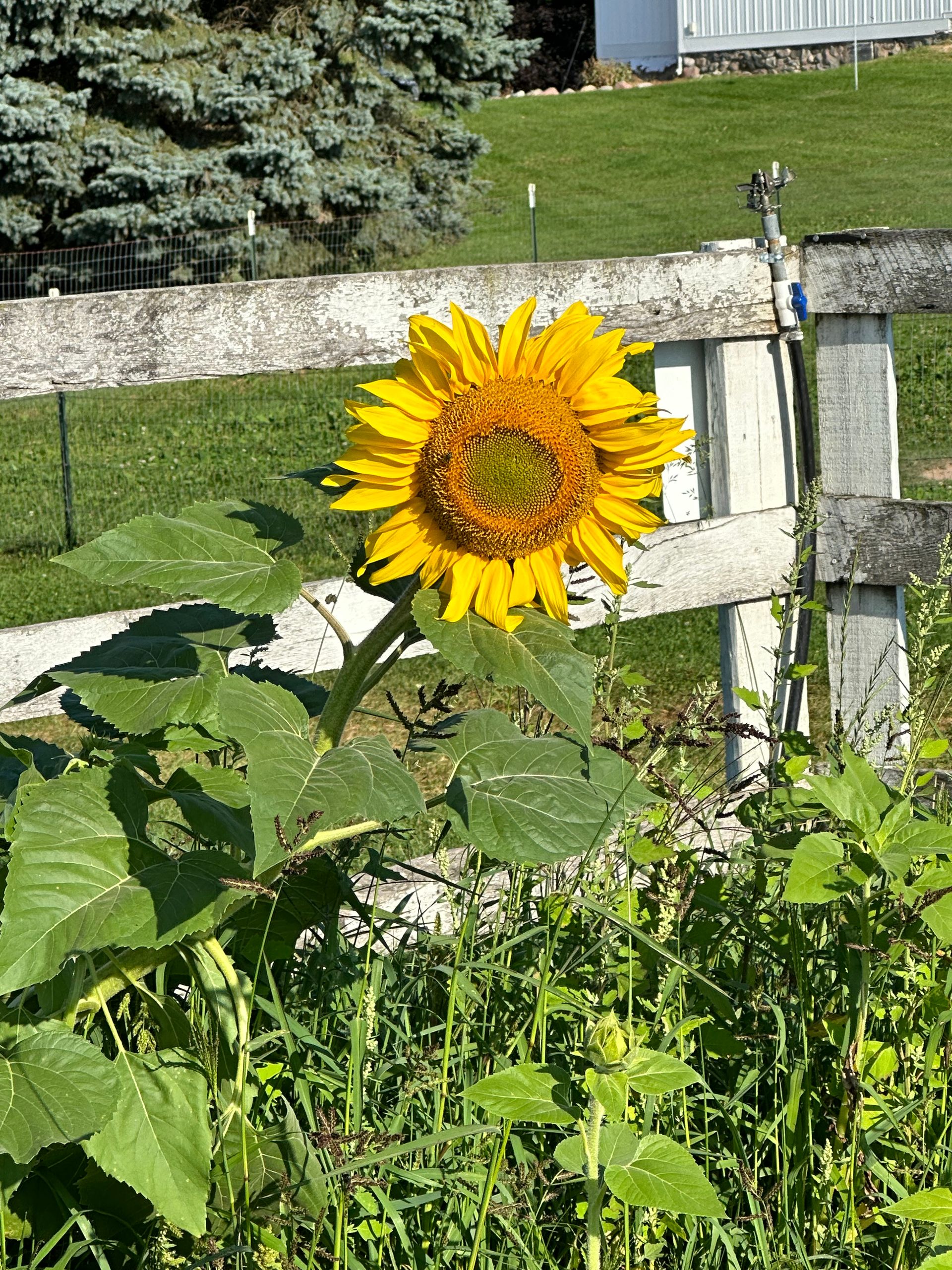 About Us Red Barn Market