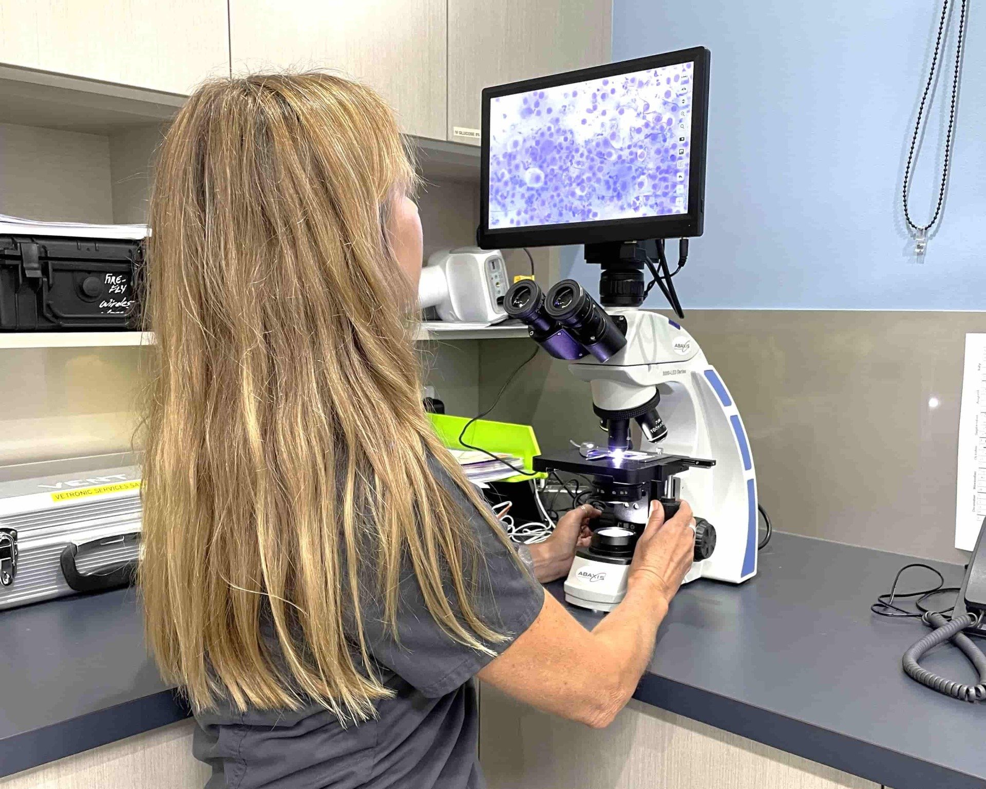 Vet Clinic Lennox Head Lennox Head Vet Clinic