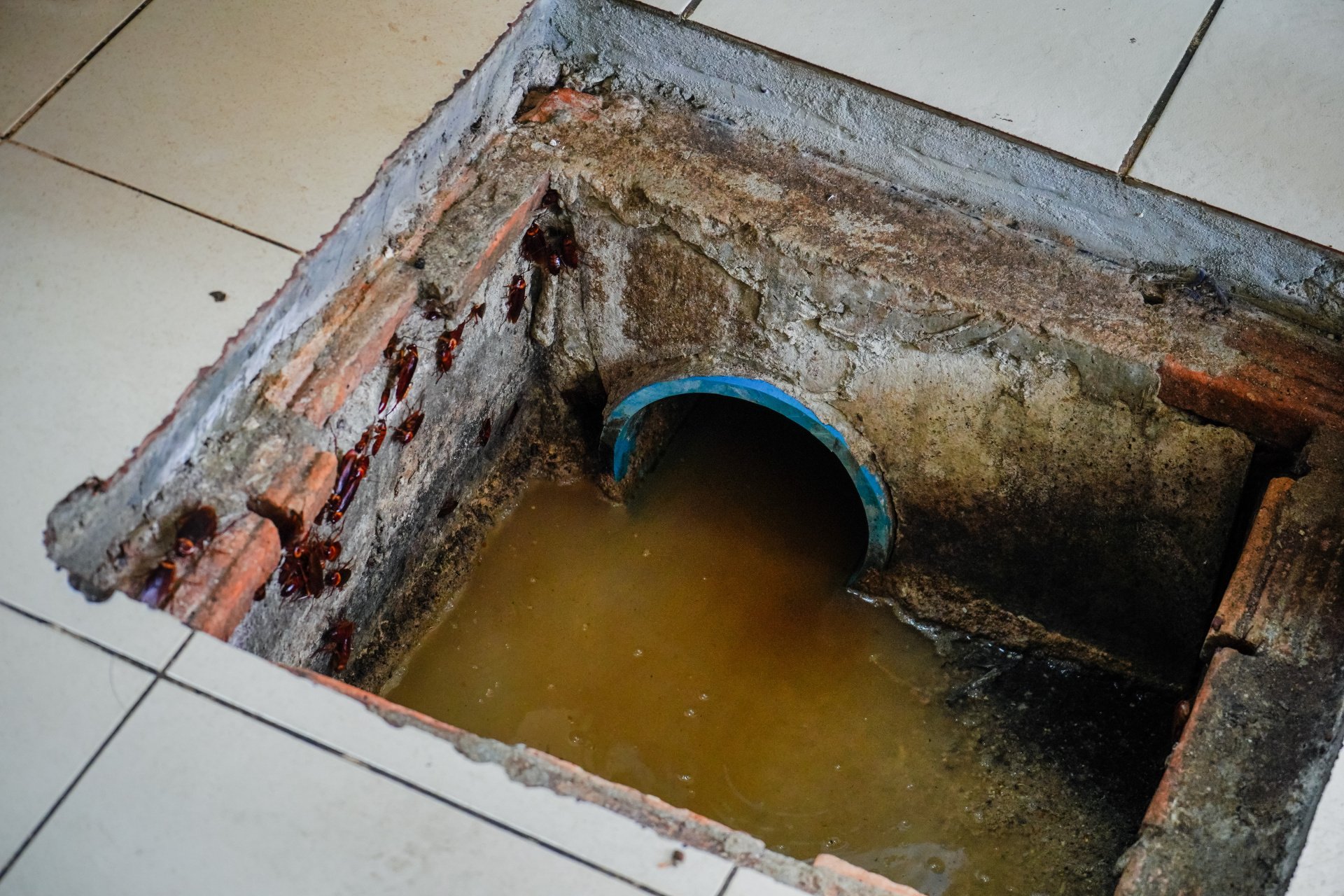 What Happens if a Grease Trap Isn't Cleaned? Southern Green Inc