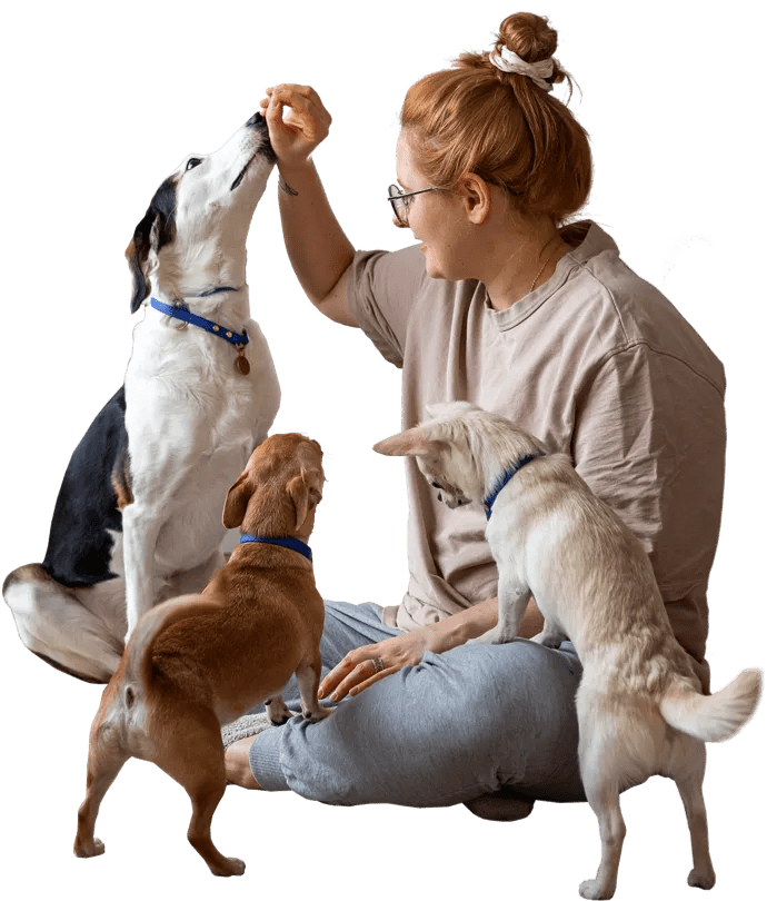 About Mt Hermon Pet Grooming & Boarding Danville, VA