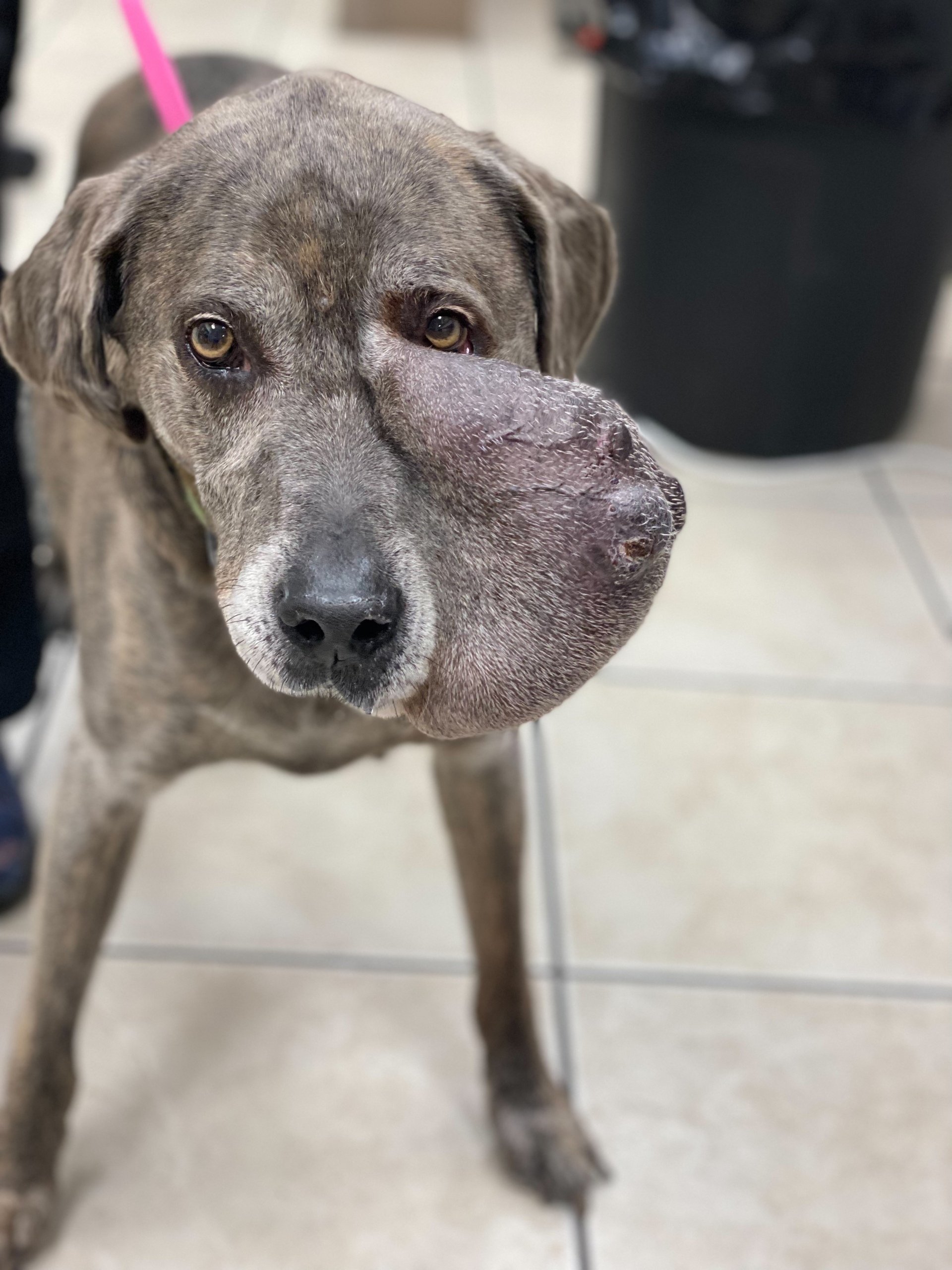 Meet The Team Sedro Woolley, WA Sedro Woolley Veterinary Clinic