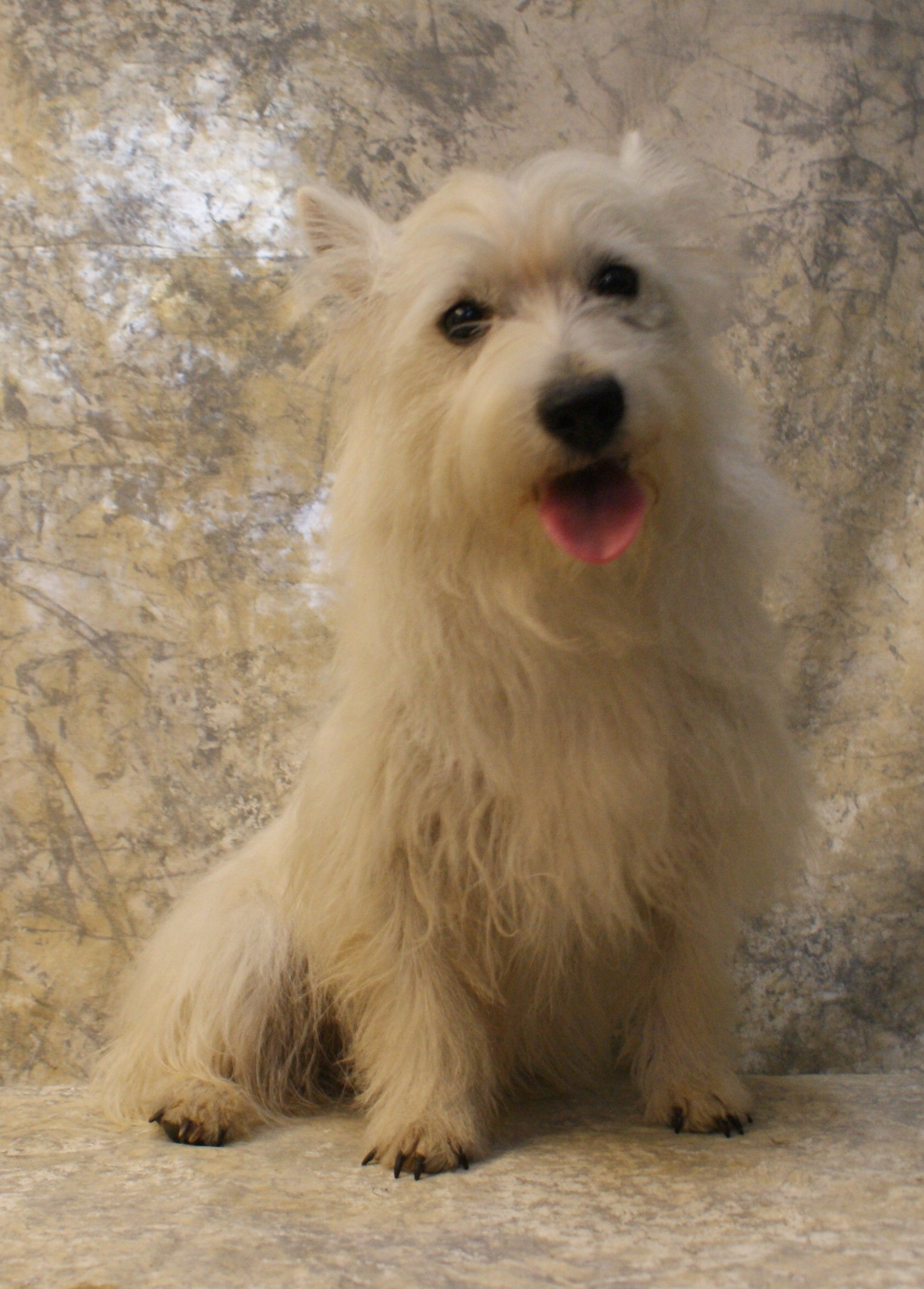 Puppies for Sale Mountain Ash Kennel